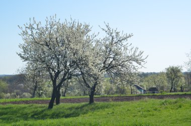 kırsal manzara çiçekli ağaçlar