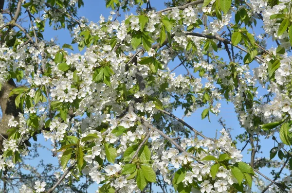 Spring cherry blossom — Stock Photo, Image