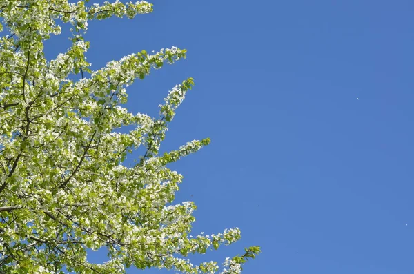 Fleur de cerisier de printemps — Photo