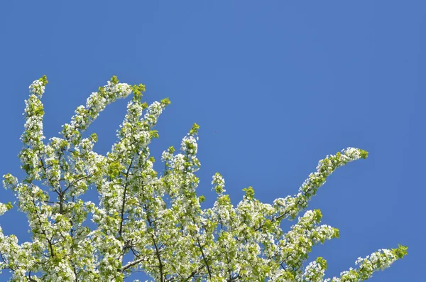 Bahar kiraz çiçeği