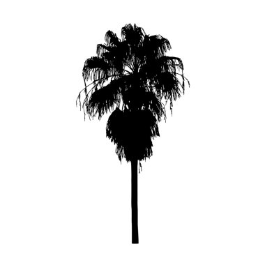 Beyaz izole palm silüeti. Vektör gerçekçi ağaç.