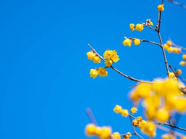 Açık Mavi Gök Altında Kış Şekeri Çiçekleri