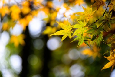 Güzel Japon Akçaağaç Yaprakları Sonbaharda