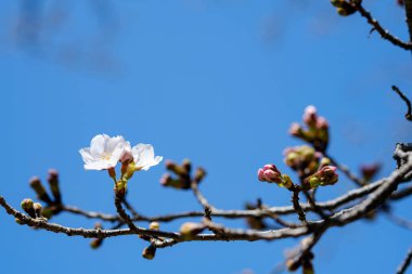 Bahar vakti kiraz çiçeği açan 'sakura'