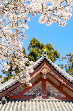 Bahar vakti kiraz çiçeği açan 'sakura'