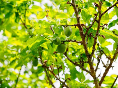 Yumuşak yeşil arka planda olgunlaşmamış erikler