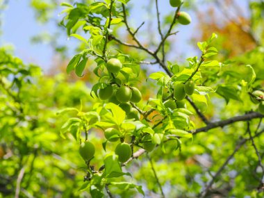 Yumuşak yeşil arka planda olgunlaşmamış erikler