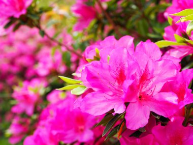 İlkbaharda Pembe Azaleas