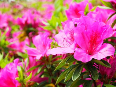 İlkbaharda Pembe Azaleas