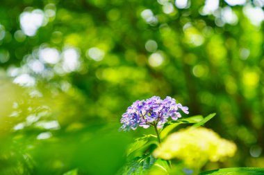 Yeşil doğal ortamda çiçek açan ortancalar.