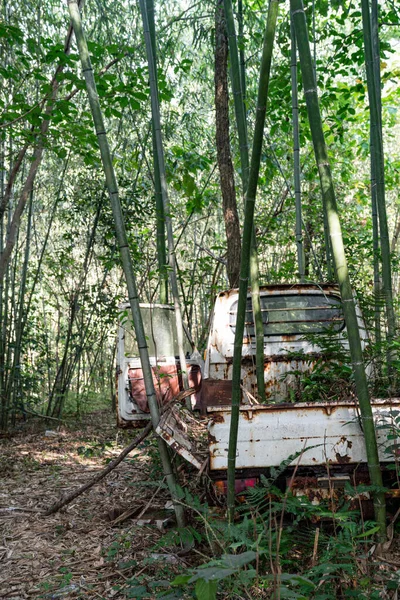 Terk Edilmiş Rusty Mini Kamyonu Bambu Ormanı 'nda