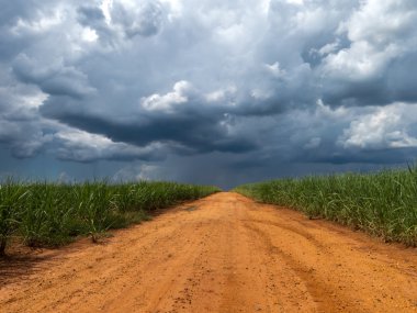 Sugan kamışı ekimi arasında kırsal yol