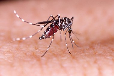 Dang, zika ve chikungunya humması (aedes aegypti) insan derisi üzerinde