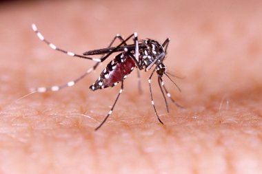 Dengue, zika and chikungunya fever mosquito (aedes aegypti) on human skin clipart