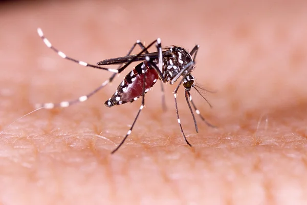Mosquito da dengue, zika e febre chikungunya (aedes aegypti) na pele humana — Fotografia de Stock