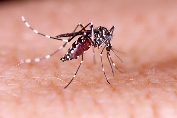 Dengue, zika és chikungunya láz szúnyog (aedes aegypti) az emberi bőrön — Stock Fotó