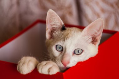 Kırmızı bir kutu içinde küçük kedi