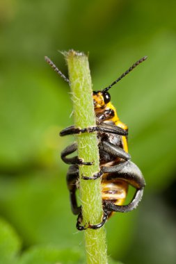 Ramphastos toco - toucan portre