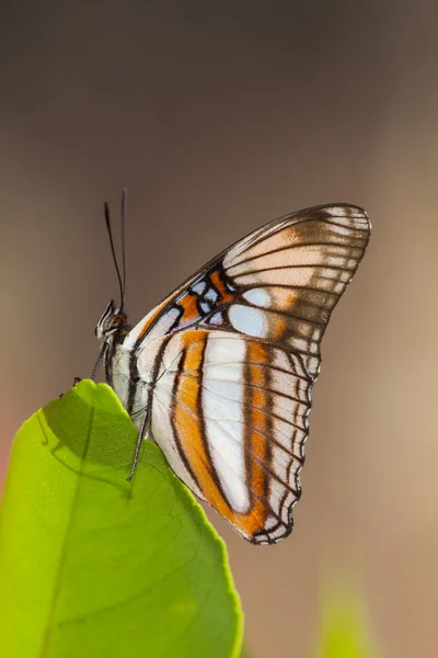 Butterfly on leaf with brown background — Stock Photo, Image