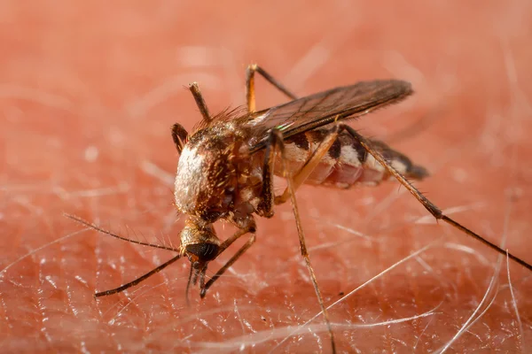 Mygga bita mänsklig hud - dricka blod — Stockfoto