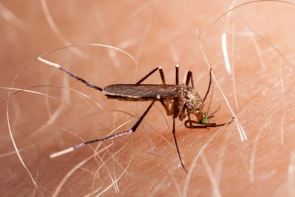 Zanzara mordere la pelle umana - bere sangue — Foto Stock