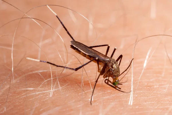 Mygga bita mänsklig hud - dricka blod — Stockfoto