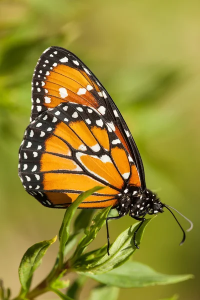 Monarch butterfly on green background — Stock Photo, Image