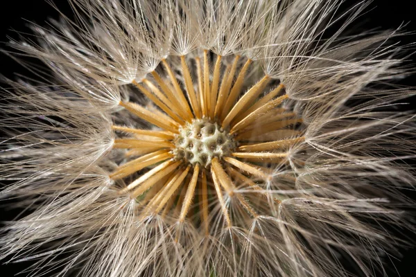 Σπόρος πικραλίδας κεφάλι λεπτομέρειες - Taraxacum officinale — Φωτογραφία Αρχείου