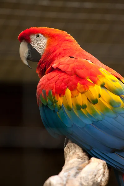 緋色のコンゴウインコ鳥 — Stock fotografie