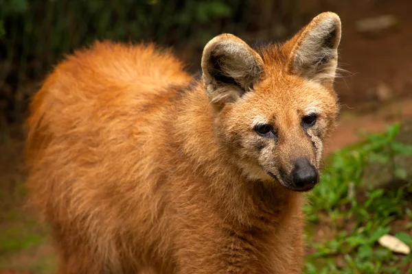 Lobo de crin Chrysocyon brachyurus- — Foto de Stock