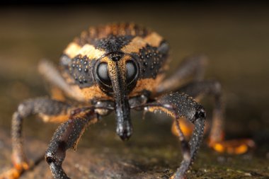 Weevil closeup with great eyes clipart