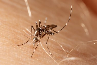 Dang, zika ve chikungunya humması (aedes aegypti) insan derisi üzerinde