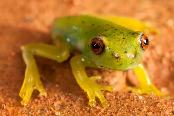 Kahverengi zemin üzerinde kırmızı gözleri yeşil kurbağa — Stok fotoğraf