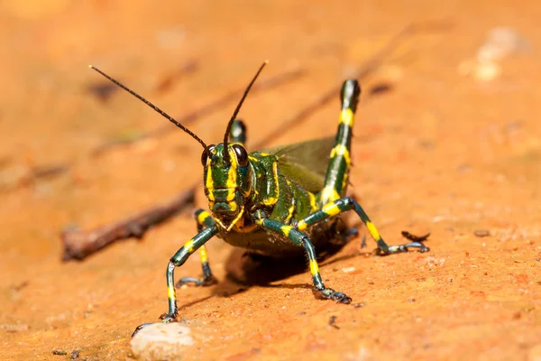 Grön gräshoppa på bruna marken — Stockfoto