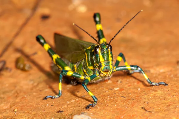 Saltamontes verdes en tierra marrón —  Fotos de Stock