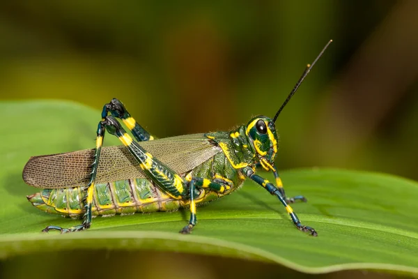 Sauterelle verte sur feuille — Photo