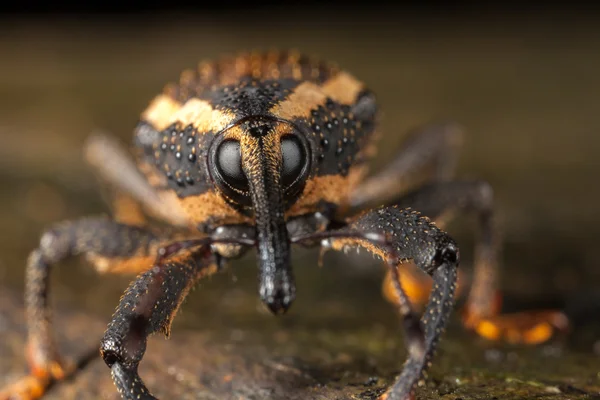 Weevil closeup com grandes olhos — Fotografia de Stock