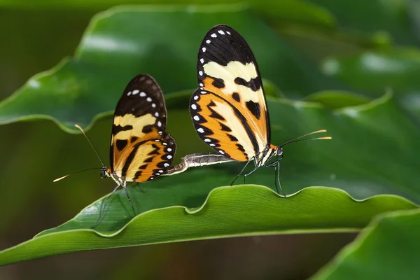Пара бабочек на листе — стоковое фото