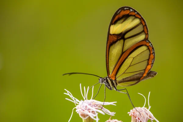 Glasswing butterfly on flower with green background — Stock Photo, Image
