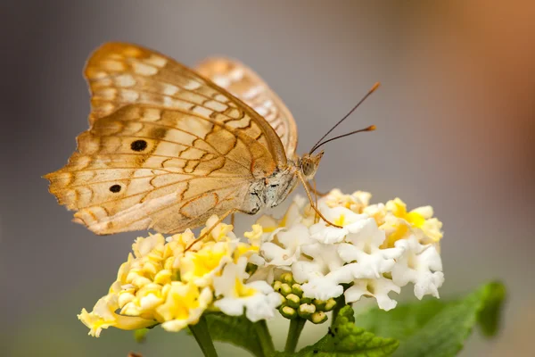 Butterfly on Lantana flower — Stock Photo, Image