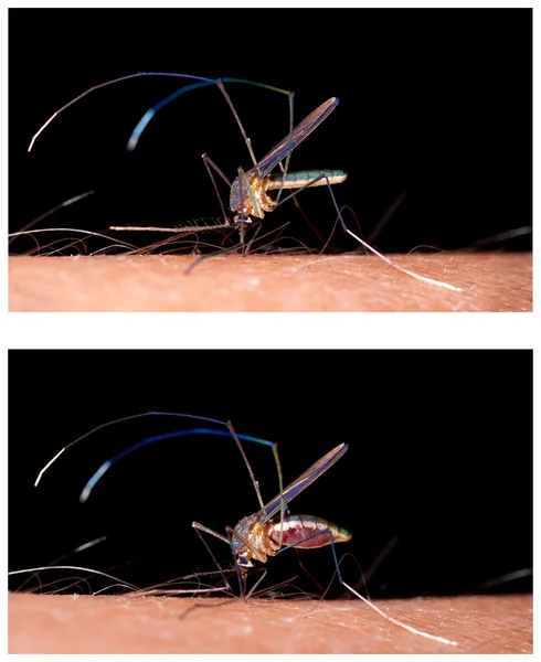 Zanzara mordere la pelle umana - bere sangue - prima e dopo — Foto Stock