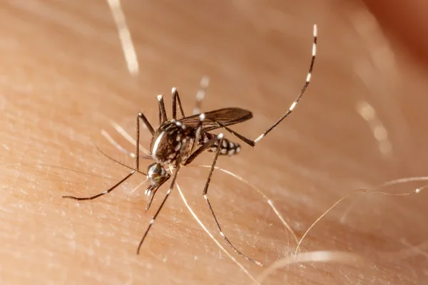 Dengue, zika και chikungunya κουνούπια πυρετού (aedes aegypti) στο ανθρώπινο δέρμα — Φωτογραφία Αρχείου