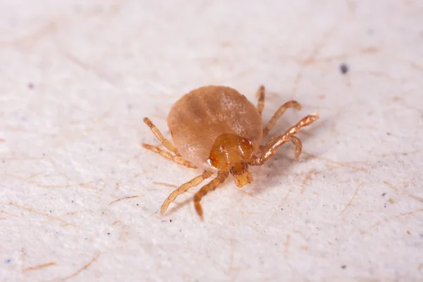 Tick in white background — Stock Photo, Image