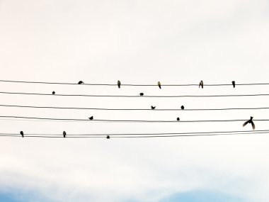 Elektrik telindeki kırlangıçlar müzik notalarını ya da gitar tellerini severler.
