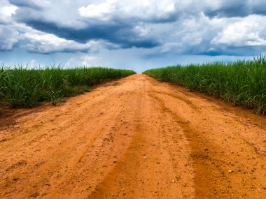 Sugan kamışı ekimi arasında kırsal yol