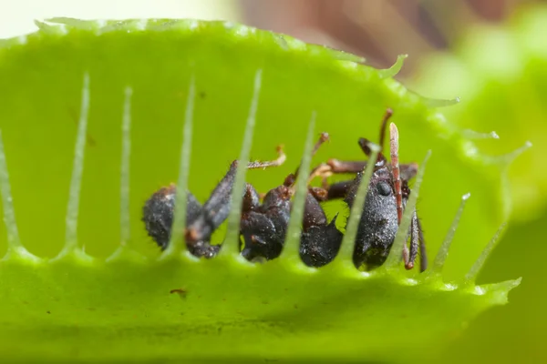 Vênus flytrap folha comendo formiga — Fotografia de Stock