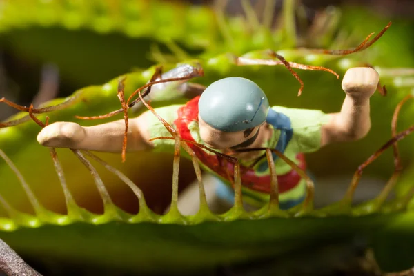 Venus flytrap folha comendo homem em miniatura — Fotografia de Stock