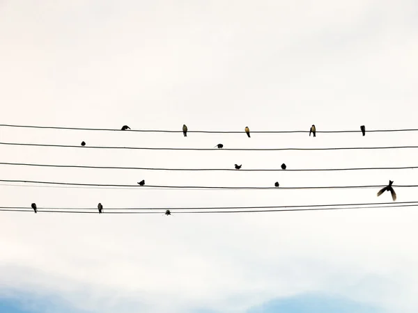 Swallows in electric wire likes musical score or guitar cords — Stock Photo, Image