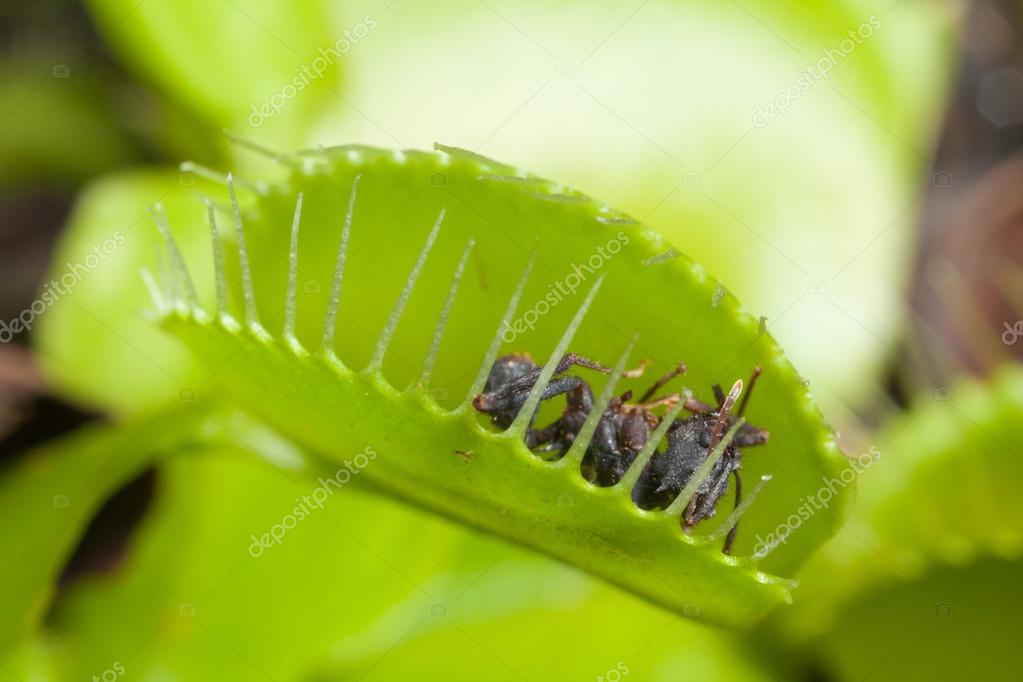Venus flytrap leaf eating ant — Stock Photo © taciophilip 100461302