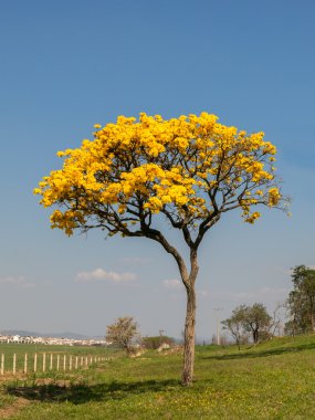 Yalnız Altın Trompet Ağacı - Handroanthus albus- arka planda şehir
